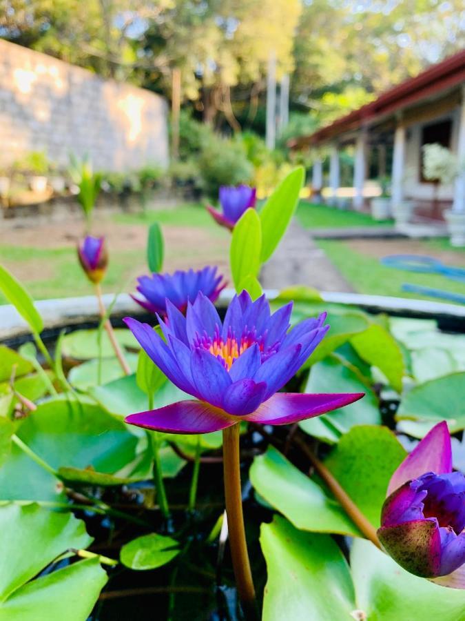 Lal Home Stay Sigiriya Exterior foto